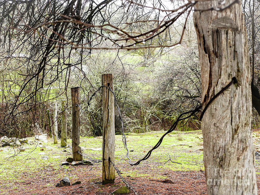 Old Fence Posts Photograph by Lexa Harpell
