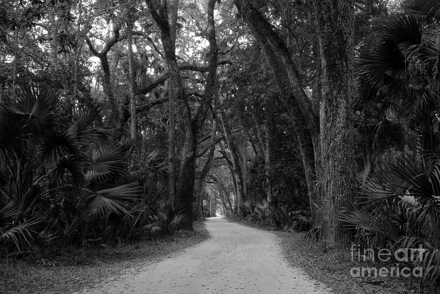 Jungle Photograph - Old Florida by David Lee Thompson