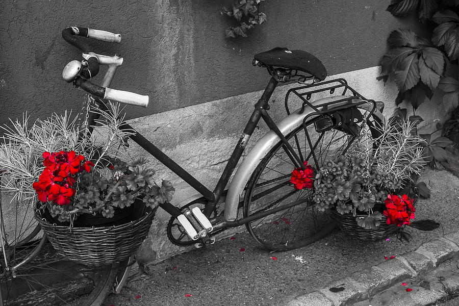 Old flowered bicycle Photograph by Paul MAURICE