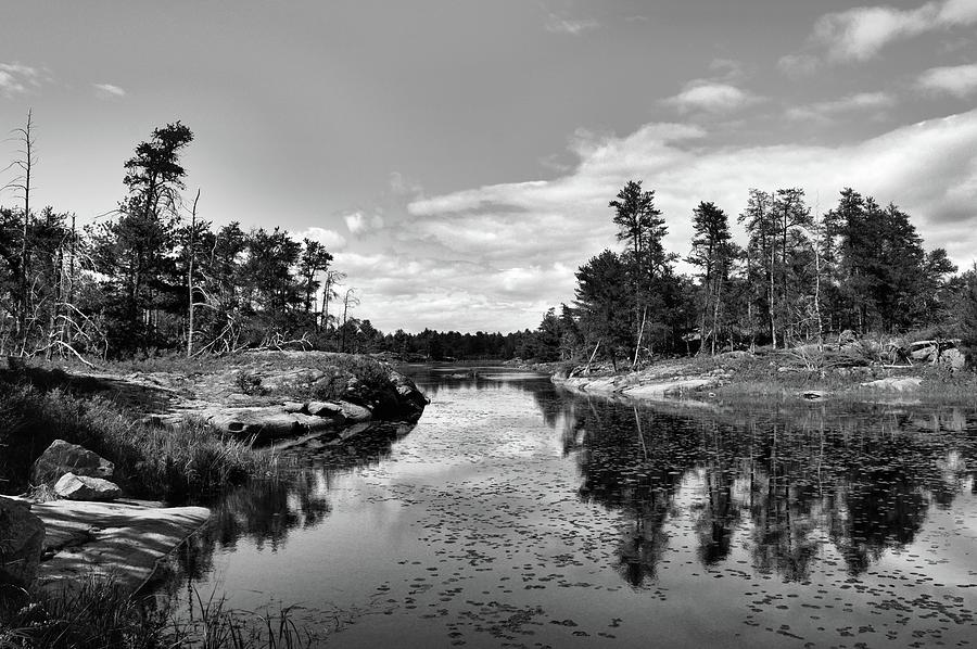 Old Forest By The Water BW  Photograph by Lyle Crump