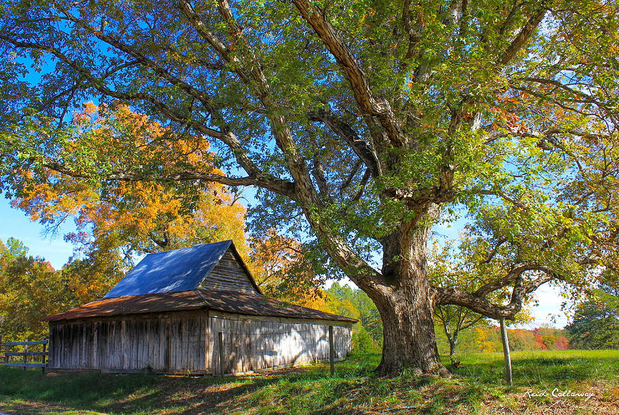 Old Friends Rustic Barn Majestic Oak Tree Art Photograph by Reid Callaway