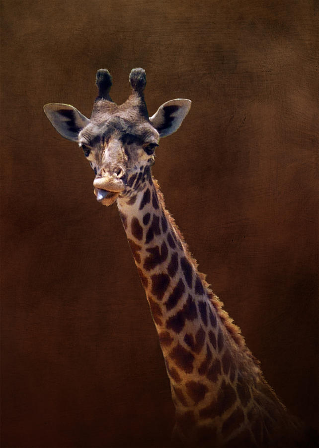 Old Funny Face Giraffe Photograph by Carla Parris - Fine Art America