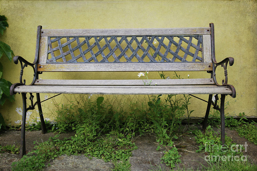 Old garden bench between daisies Photograph by Michal Boubin