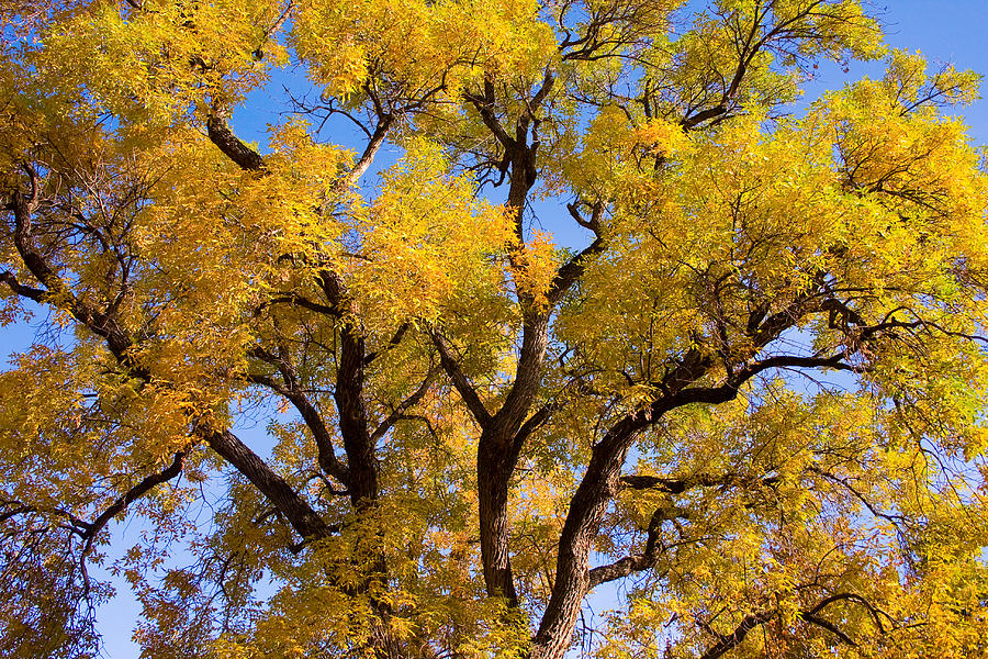 Old Giant  Autumn Cottonwood Photograph by James BO Insogna