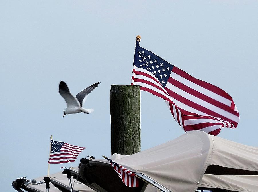 Old Glory and Gull Photograph by Linda Stern