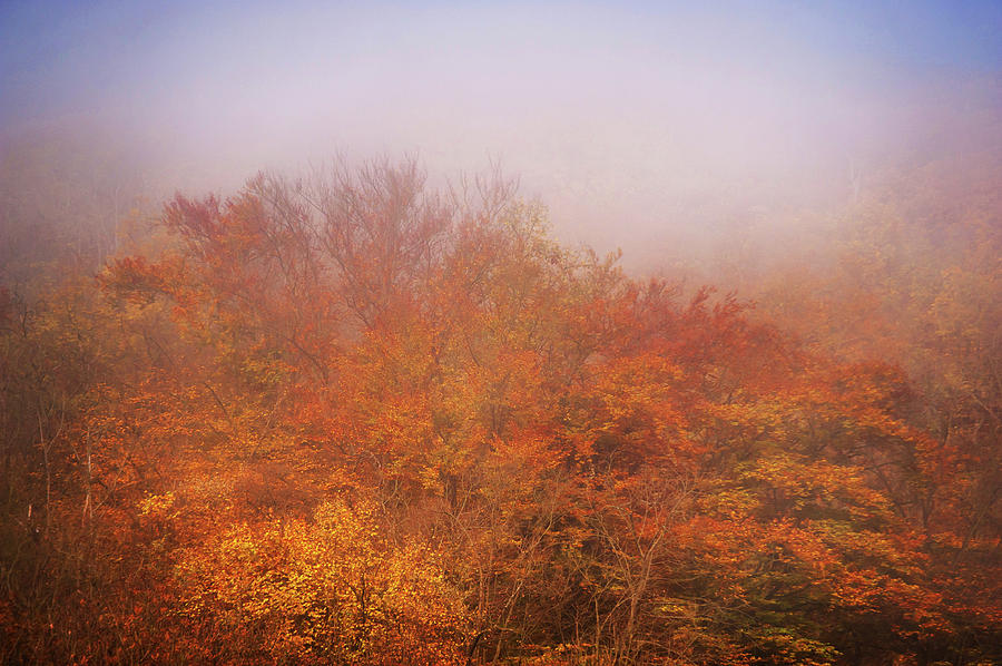 Old Gold of the Autumn Trees in Mist Photograph by Jenny Rainbow