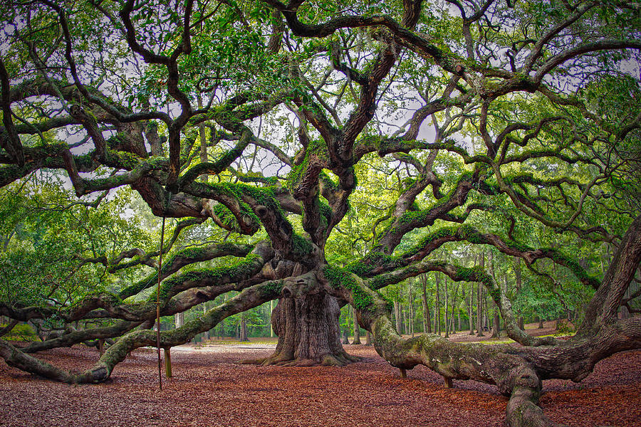 Old Grace Photograph by Mark Wickliffe | Fine Art America