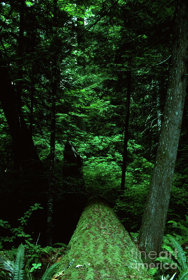 Old Growth Forest at Lost Lake on Mount Hood Photograph by Rick Bures
