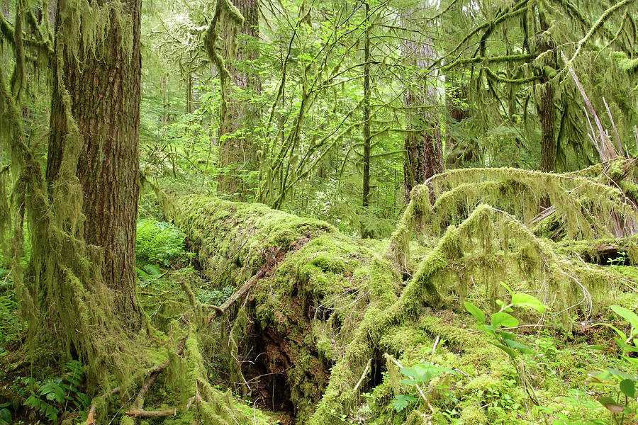 andrews experimental forest