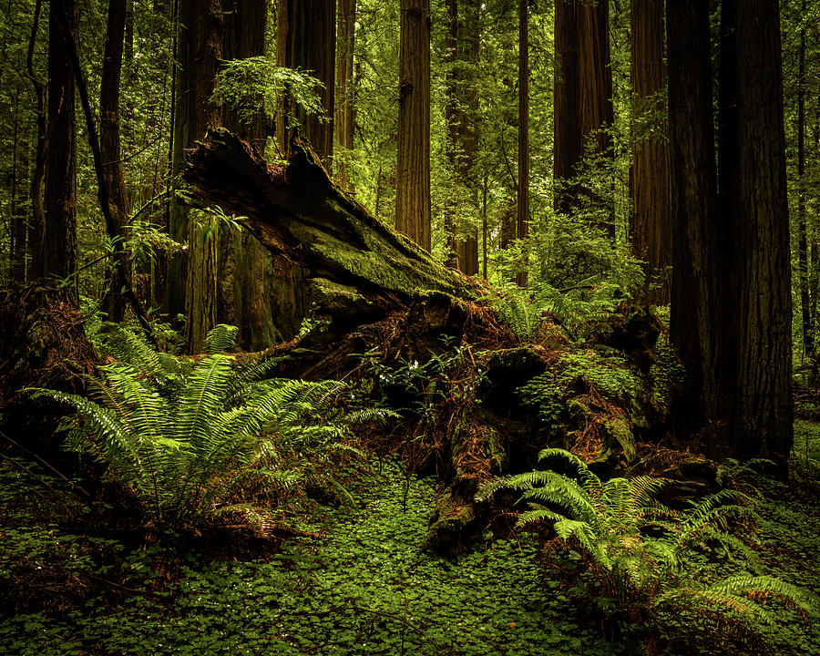 Old Growth Forest.  Redwood National Park, California Photograph by TL Mair