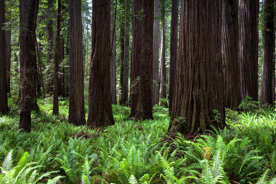 Old Growth Redwood Forest Photograph by Rick Pisio - Fine Art America