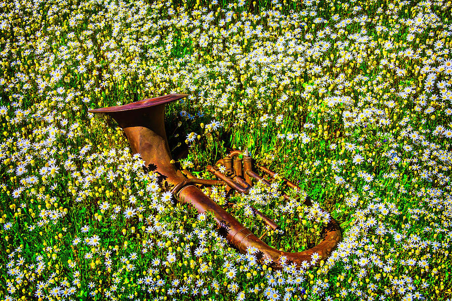 Old Horn In Daisy Field Photograph by Garry Gay