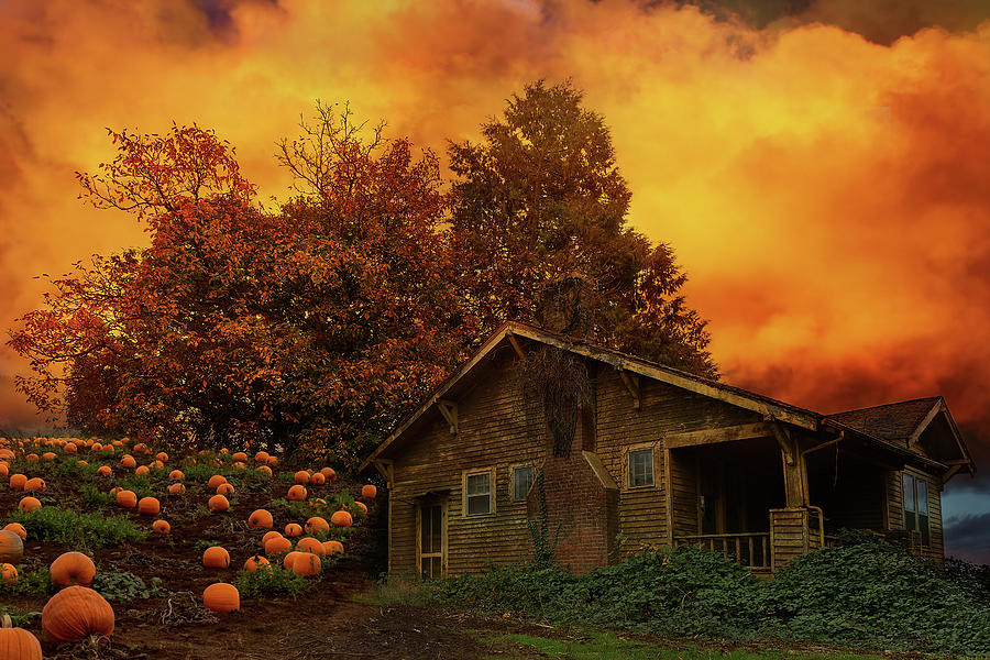 Old House Pumpkin Patch in Oregon Photograph by David Gn