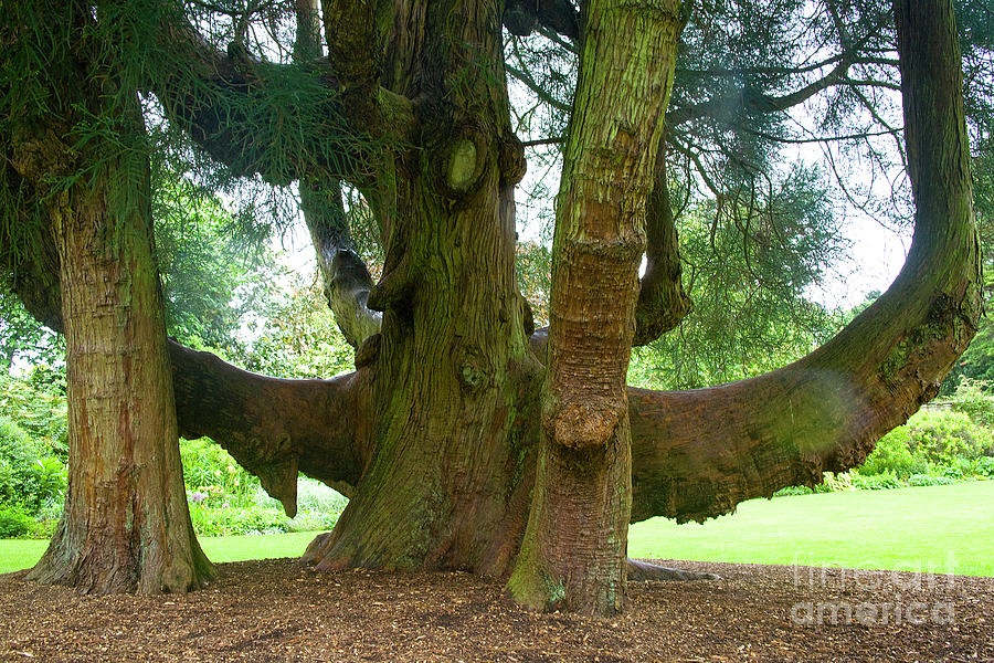 Tree Photograph - Old huge tree by Heiko Koehrer-Wagner