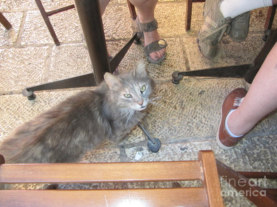 Old Jerusalem Market Cat #1 Photograph by Donna L Munro