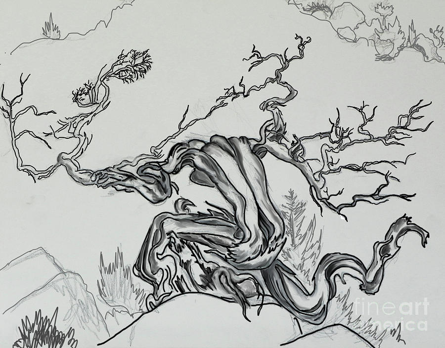 Old Juniper Dancing with the Wind field sketch Drawing by Dawn