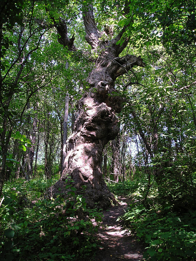 Old Knobby Tree Photograph by Tom Hefko