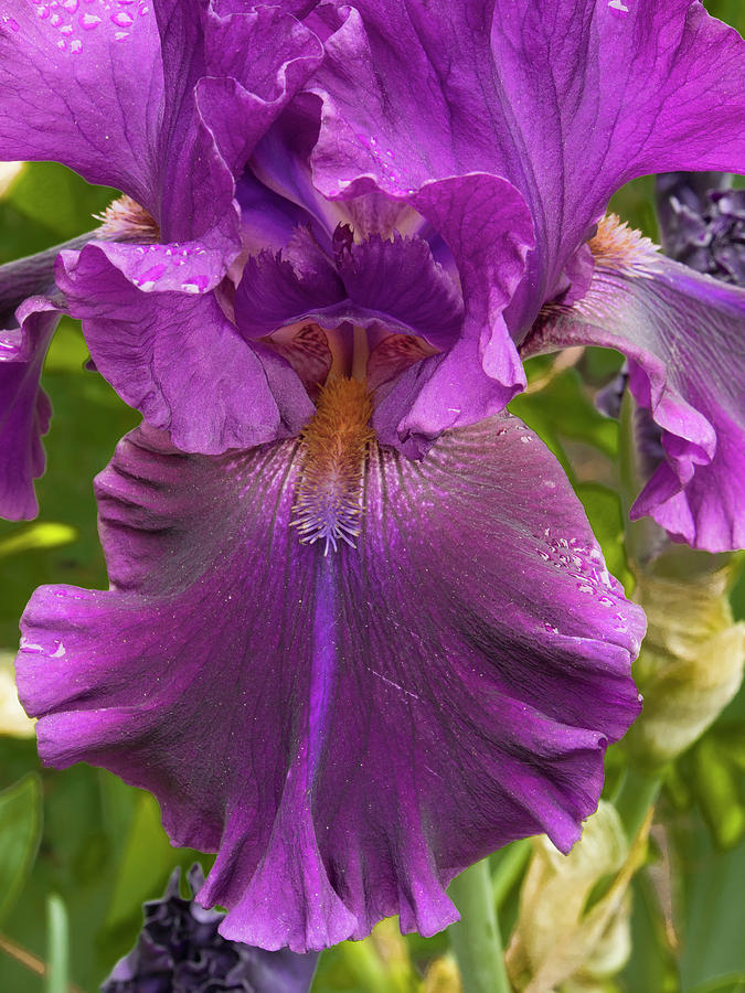 Old Lady Iris Photograph by Jean Noren