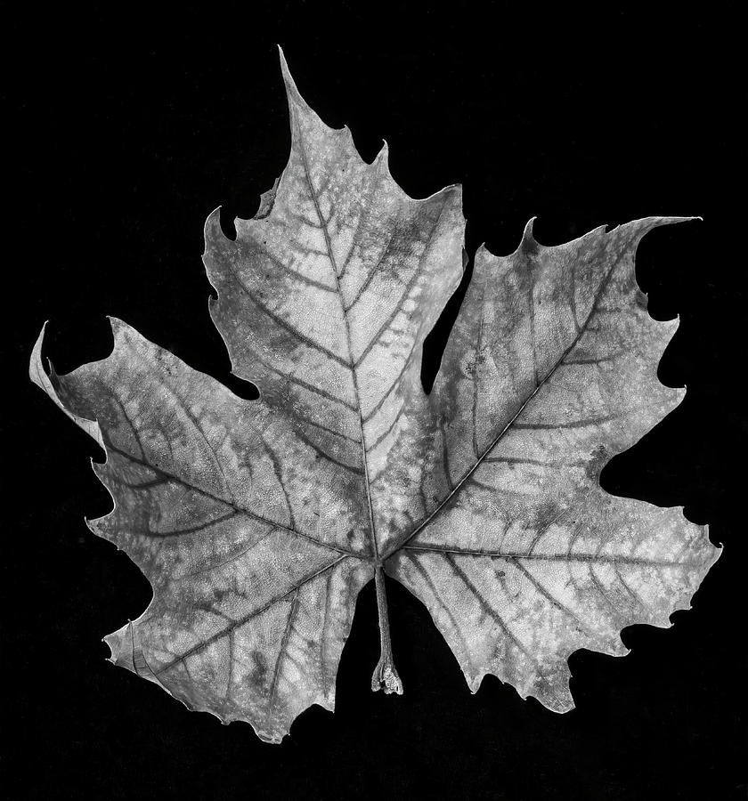 Old Leaf Black And White Photograph by Garry Gay