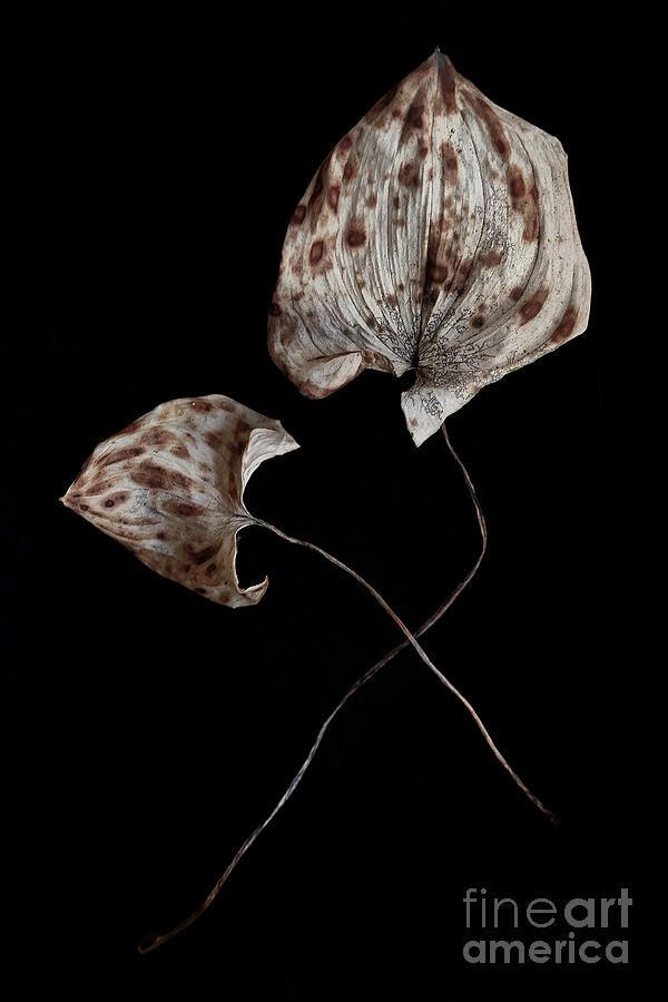 Old Leaves Photograph