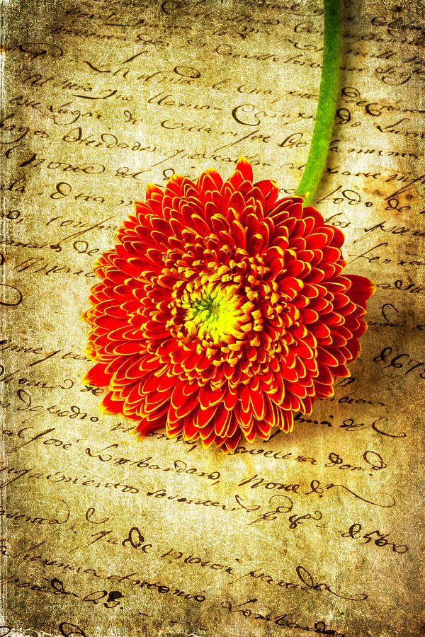 Old Letter And Orange Daisy Photograph by Garry Gay