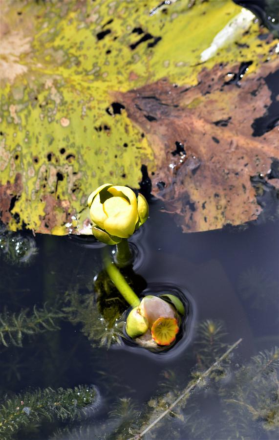 Old Lily Leaf and Spatterdock Blooms Photograph by Warren Thompson