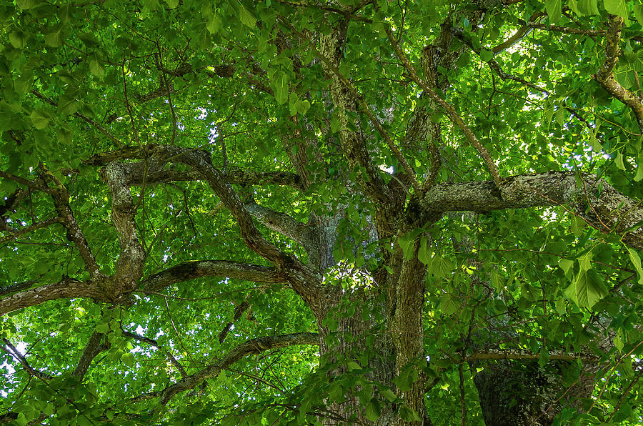 Old linden tree. Photograph by Ulrich Burkhalter