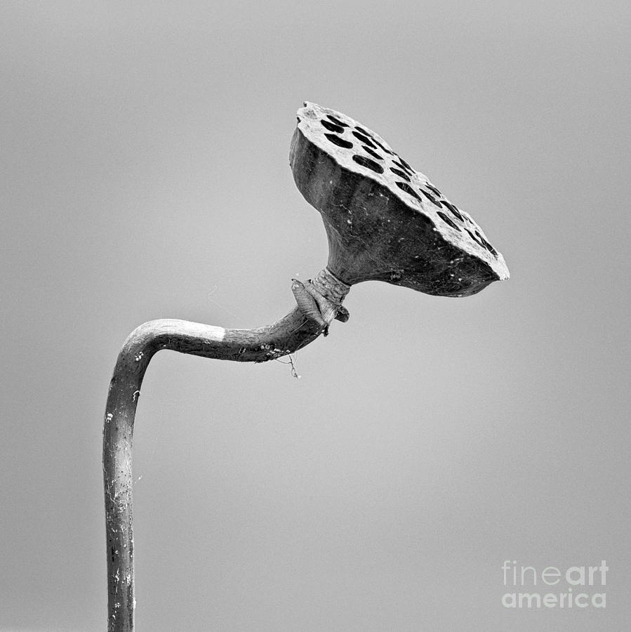 Black And White Photograph - Old Lotus by Patrick Lynch