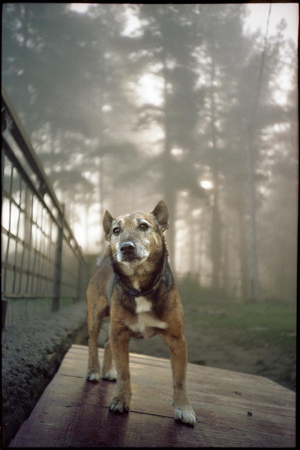 Dog Photograph - Old Mac by Rafa Rivas