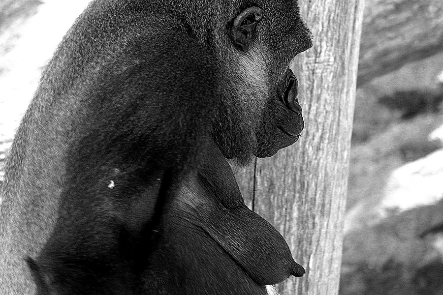 Black And White Photograph - Old Mama Gorilla by Miroslava Jurcik