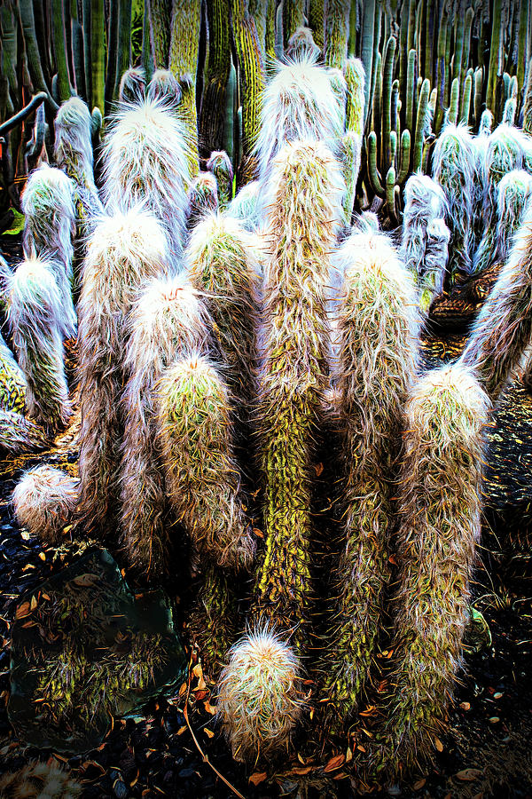 Old Man Cactus Photograph by Joseph Hollingsworth