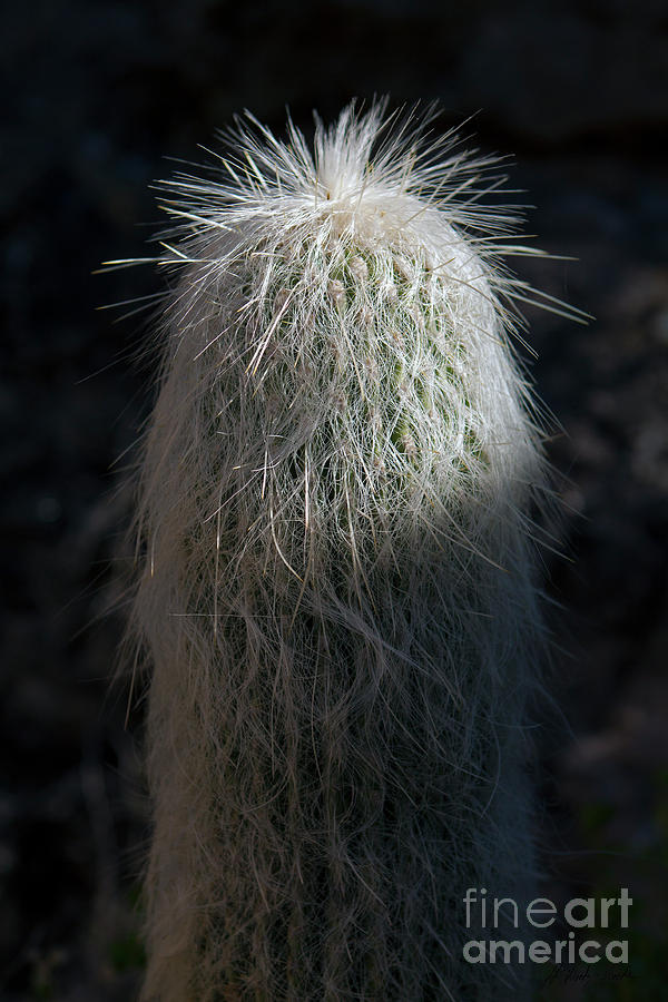 Old Man Cactus-Signed-#1039 Photograph by J L Woody Wooden