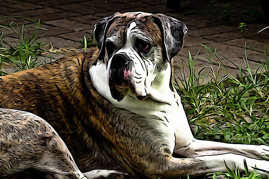 Dog Photograph - Old Man Dozer by DigiArt Diaries by Vicky B Fuller