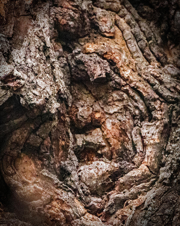 Old Man In The Tree Photograph