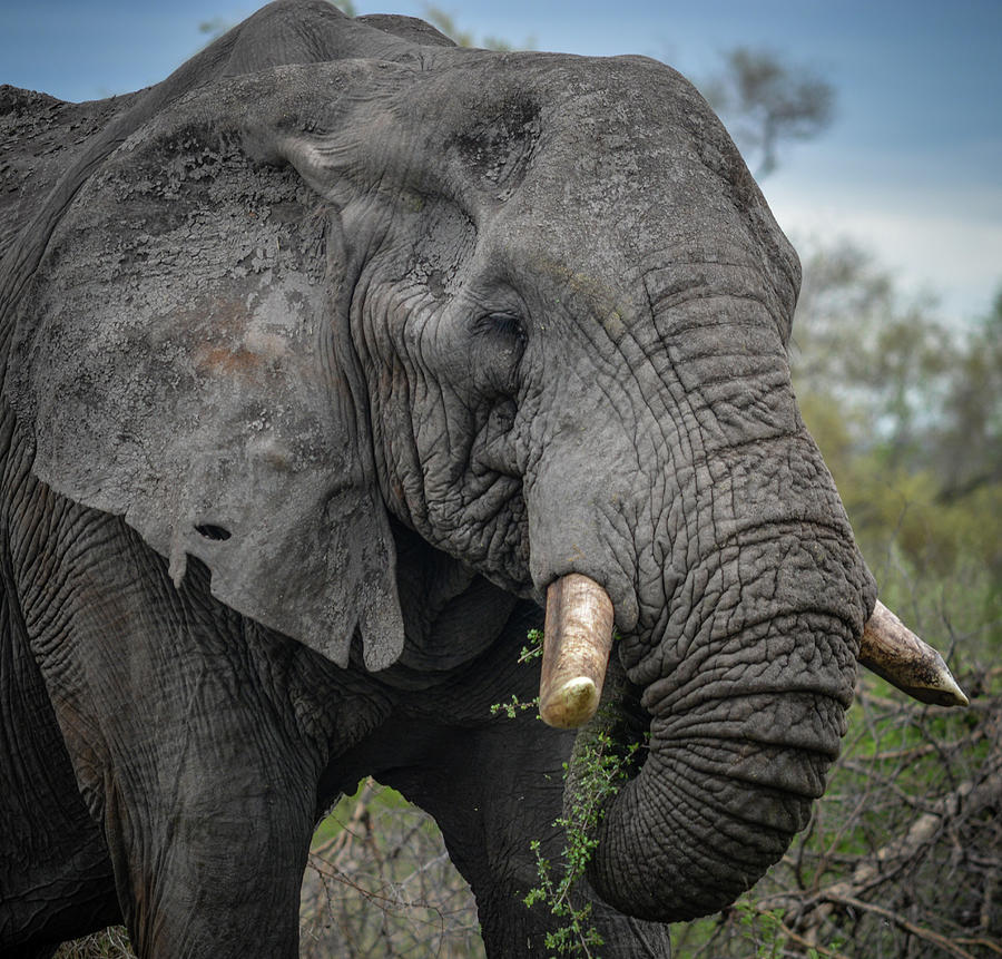 Elephant Photograph - Old man by Schalk Lombard