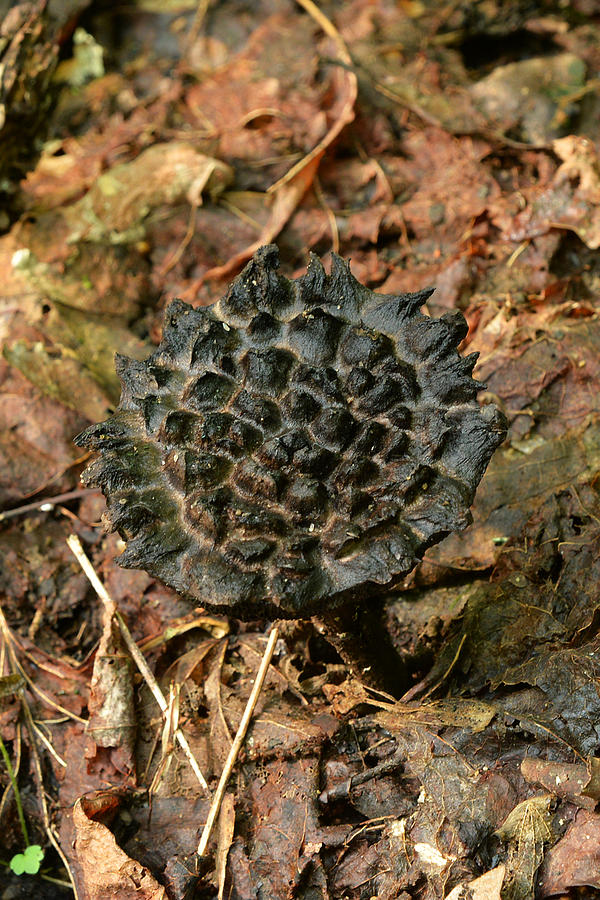 Old Man of the Woods Mushroom Photograph by Alan Lenk