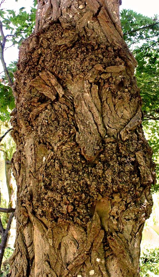 Old Man resides within in the Bark of a Buchart Tree Photograph by Brian Sereda