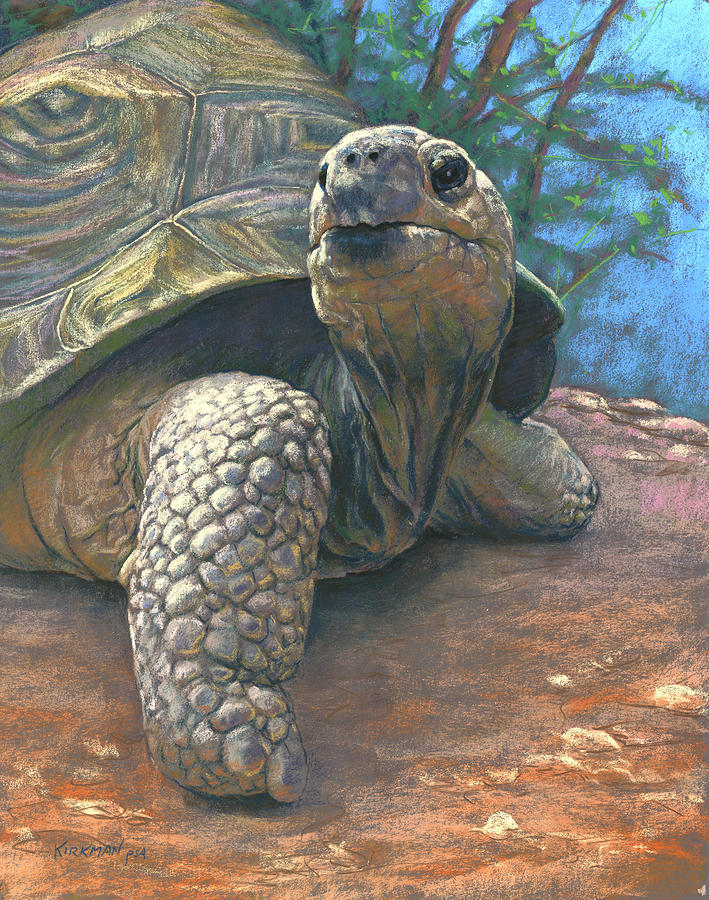 Animal Pastel - Old Man Tortoise by Rita Kirkman