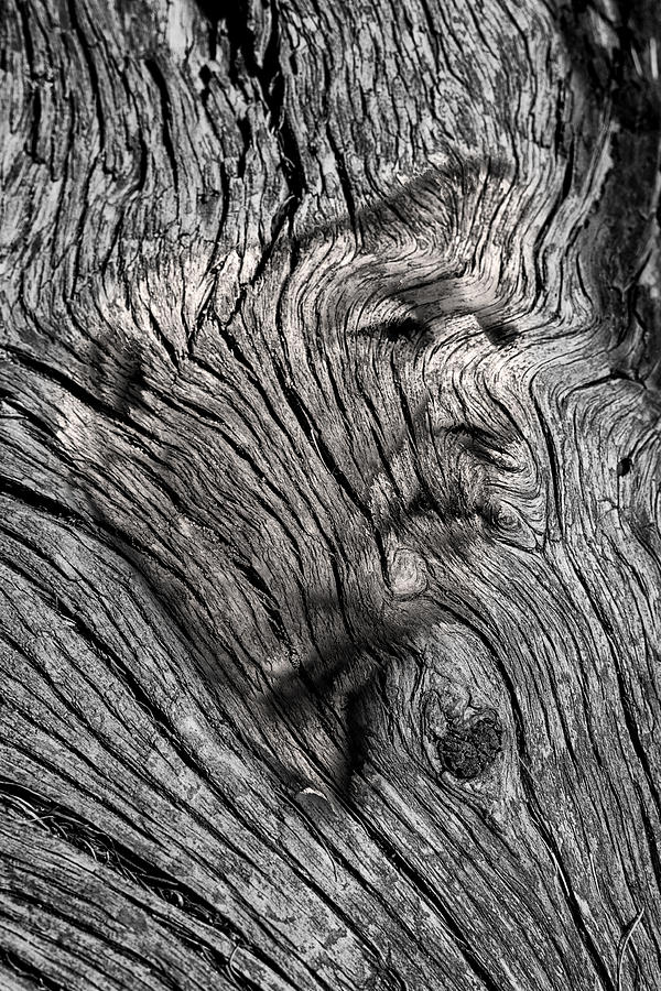 Nature Photograph - Old Man Tree Spirit by John Williams