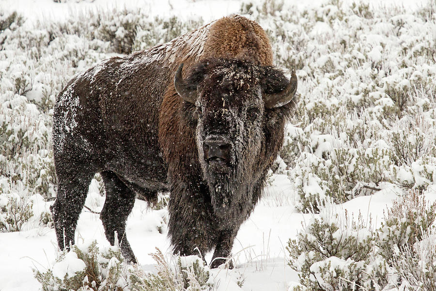 Yellowstone National Park Photograph - Old Man Winter by Sandy Sisti