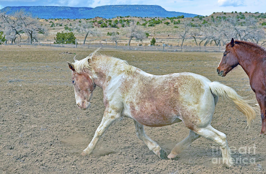 Old Mare Photograph by Debby Pueschel