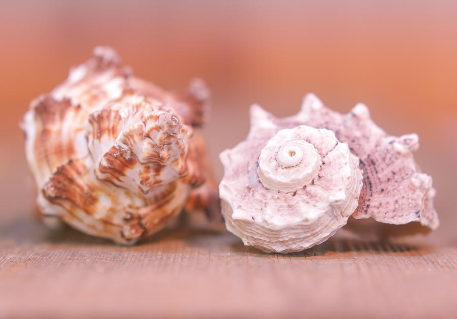 Shell Attractions Photograph by Hermes Fine Art