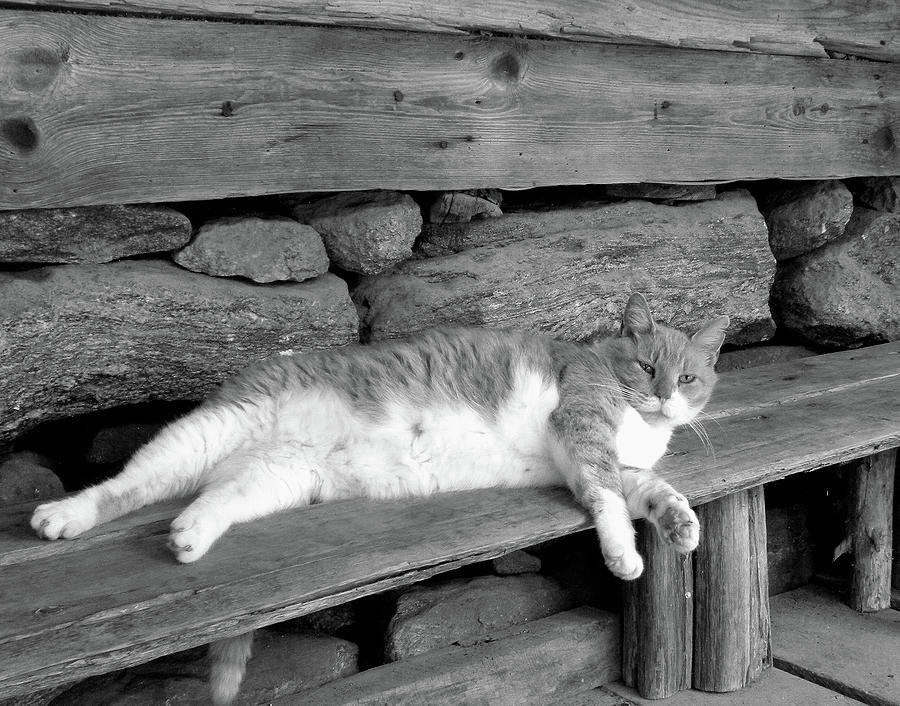 Old Mill Cat Photograph by Sandi OReilly