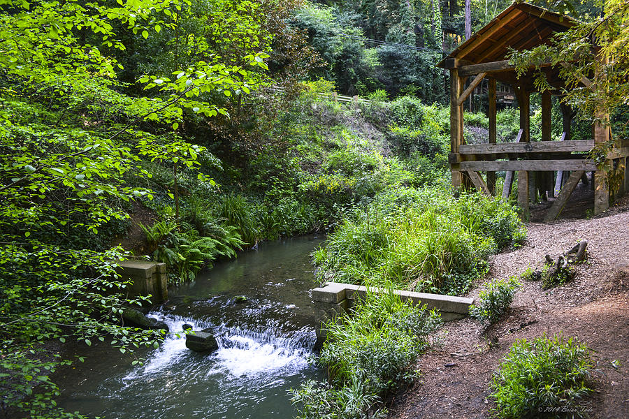 Old Mill Creek, Mill Valley, California Photograph
