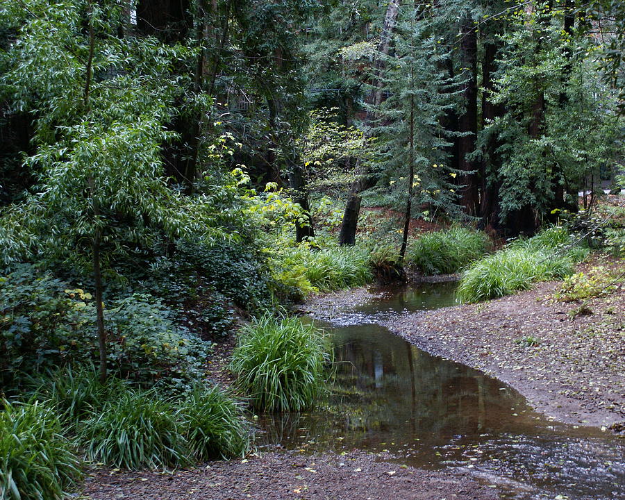 Old Mill Park In Mill Valley Photograph By Ben Upham III Fine Art America   Old Mill Park In Mill Valley Ben Upham 