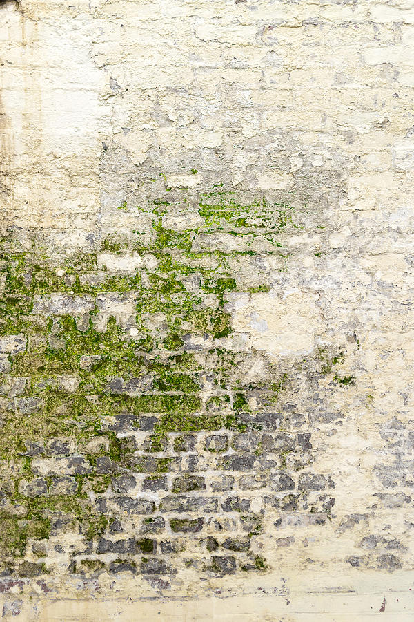 Old Moldy White Washed Wall Photograph by John Williams