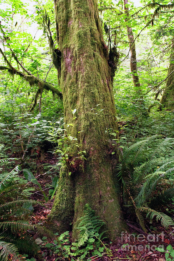 Old Moss Tree Photograph by Craig J Satterlee