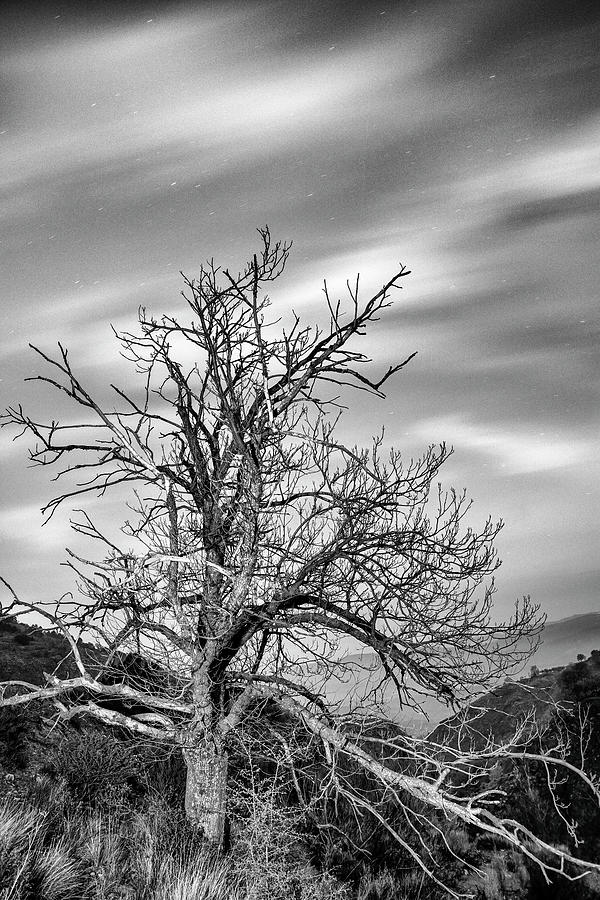 Old mountain tree Photograph by Guido Montanes Castillo - Pixels