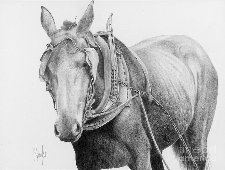 Farm Drawing - Old Mule With Collar by Gaylon Dingler