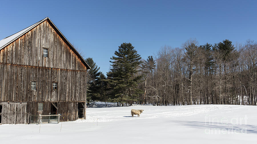 Old New England Barn and cow in winter Photograph by Edward Fielding